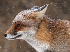 Обаятельные лисицы от фотографа Roeselien Raimond