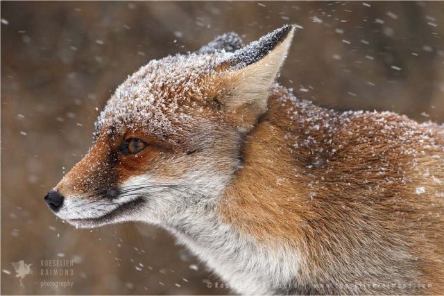 Обаятельные лисицы от фотографа Roeselien Raimond